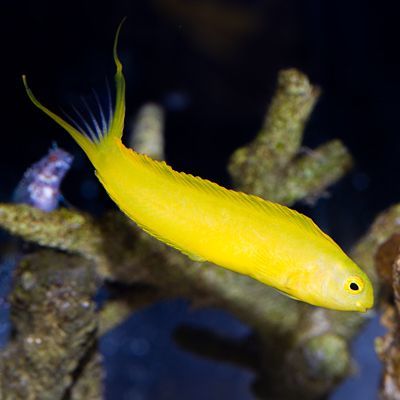 Canary Blenny