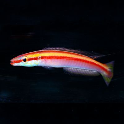 Redline Deepwater Hogfish