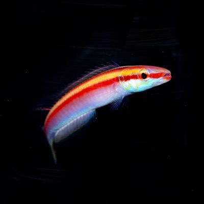 Redline Deepwater Hogfish