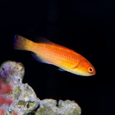 Hooded Flame Fairy Wrasse Initial Phase