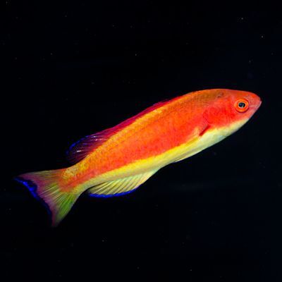 Hooded Flame Fairy Wrasse Male