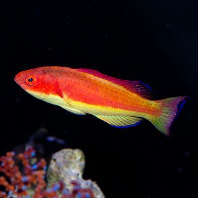 Hooded Flame Fairy Wrasse Male