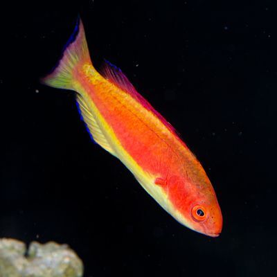 Hooded Flame Fairy Wrasse Male