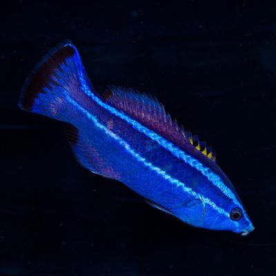 Red Sea Four Line Cleaner Wrasse