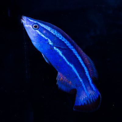 Red Sea Four Line Cleaner Wrasse