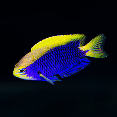 Starki Damselfish