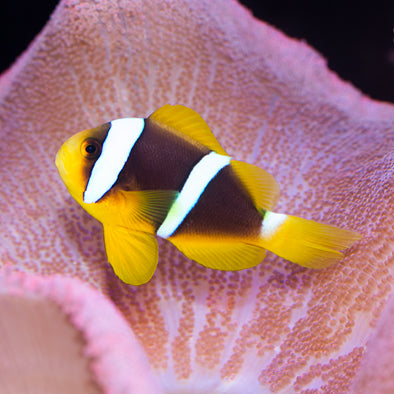 Blue Stripe Clownfish