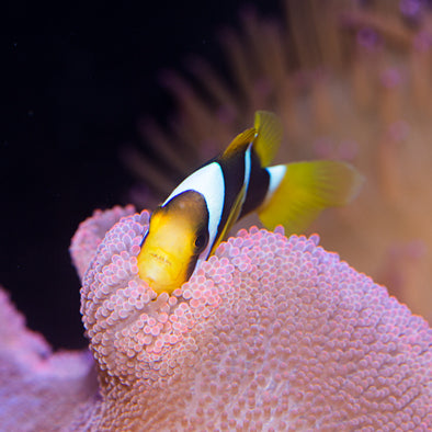 Blue Stripe Clownfish