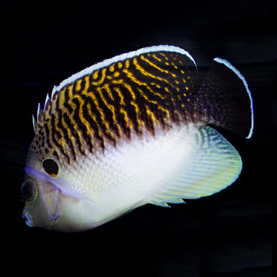 Tiger Angelfish