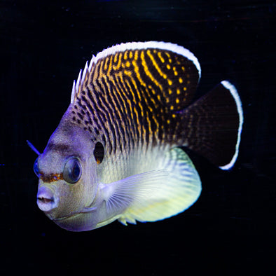 Tiger Angelfish