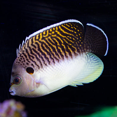 Tiger Angelfish