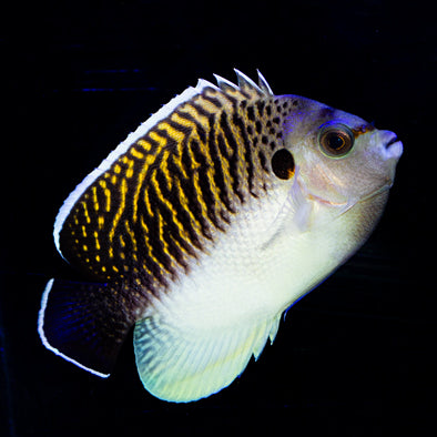 Tiger Angelfish