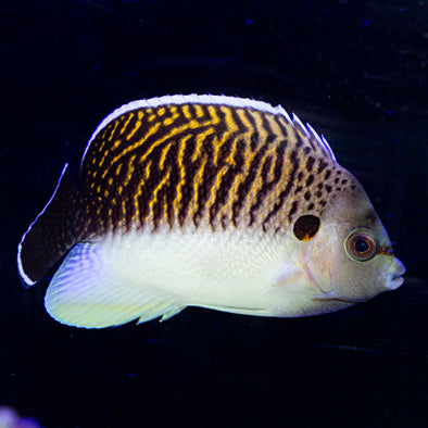 Tiger Angelfish