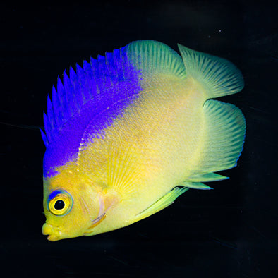 Colin's Angelfish