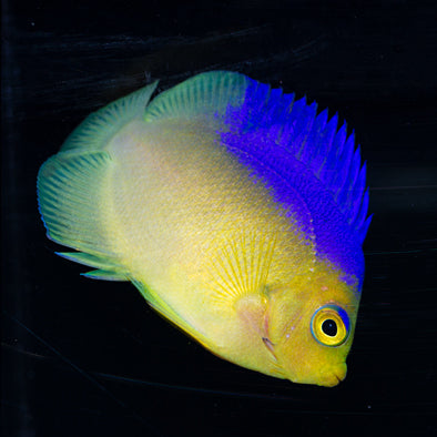 Colin's Angelfish