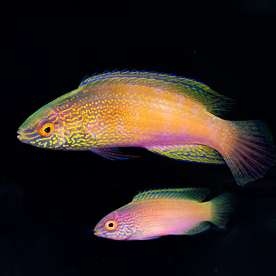 Golden Rhomboid Fairy Wrasse Male/Female Pair