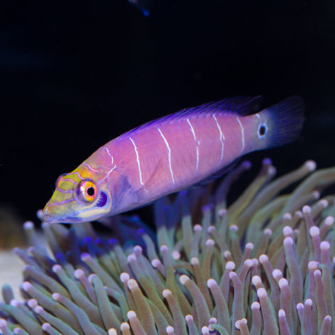 Mystery Wrasse