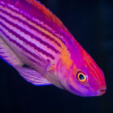 Earl's Fairy Wrasse Terminal Phase