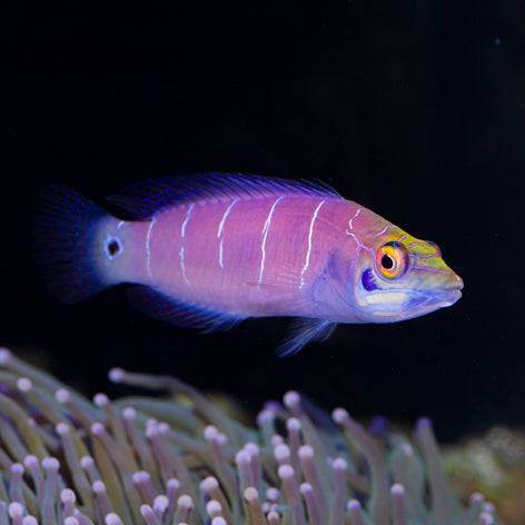 Mystery Wrasse