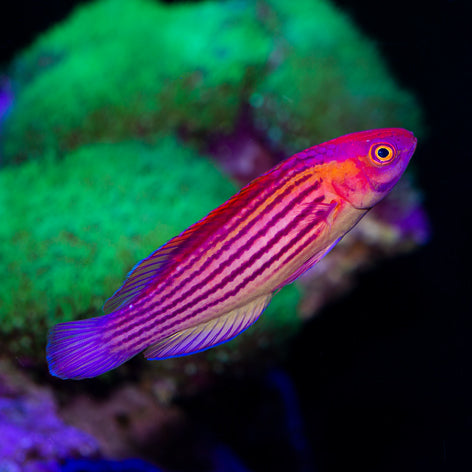 Earl's Fairy Wrasse Terminal Phase