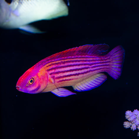 Earl's Fairy Wrasse Terminal Phase