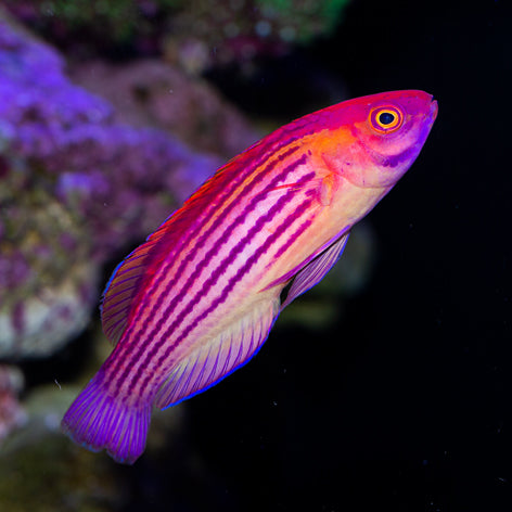 Earl's Fairy Wrasse Terminal Phase