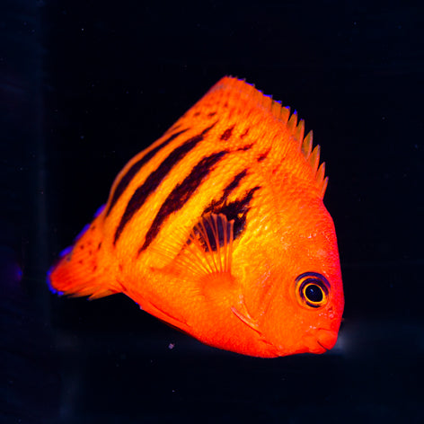 Flame Angelfish