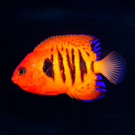 Flame Angelfish