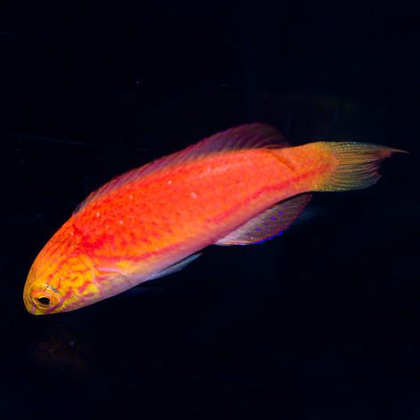 Johnsoni Fairy Wrasse Terminal Phase