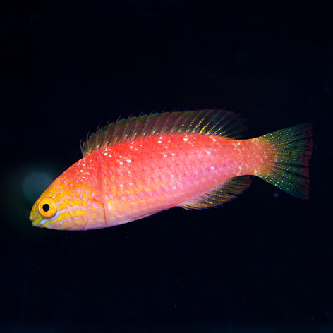 Johnsoni Fairy Wrasse