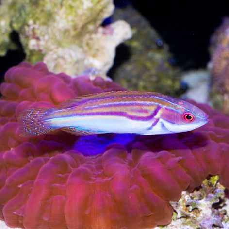 Laboute's Fairy Wrasse Initial Phase