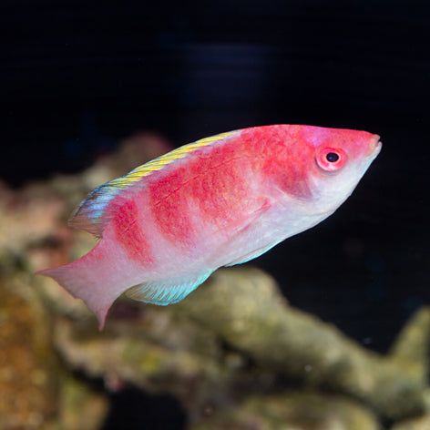 Yellow Fin Fairy Wrasse