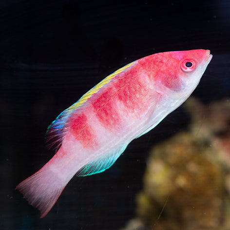 Yellow Fin Fairy Wrasse