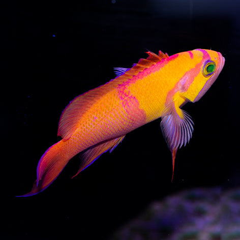 Indonesian White Bar Anthias