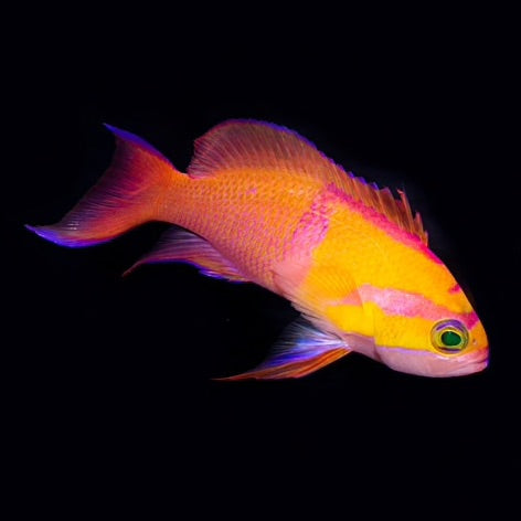 Indonesian White Bar Anthias