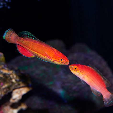 Katoi Fairy Wrasse Terminal Phase