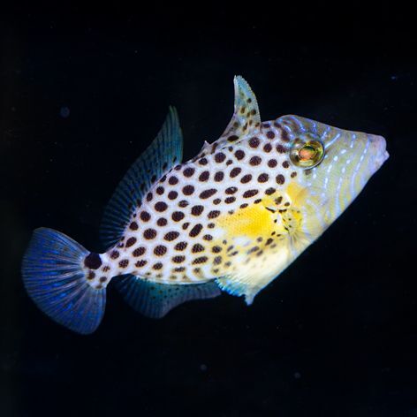 Golden Heart Triggerfish