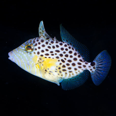 Golden Heart Triggerfish