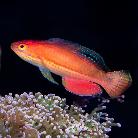 Katoi Fairy Wrasse Terminal Phase