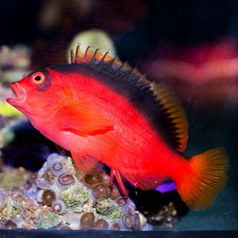 Flame Hawkfish