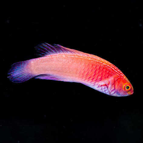 Red Velvet Wrasse Initial Phase