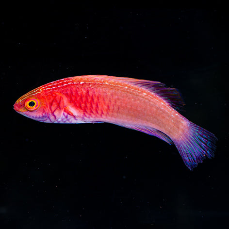 Red Velvet Wrasse Initial Phase