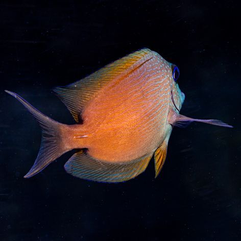 Orange Stripe Bristletooth Tang