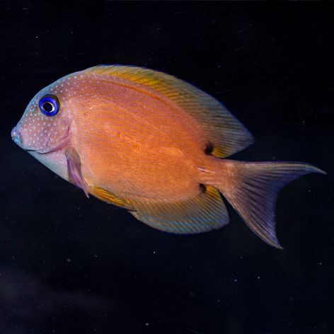 Orange Stripe Bristletooth Tang