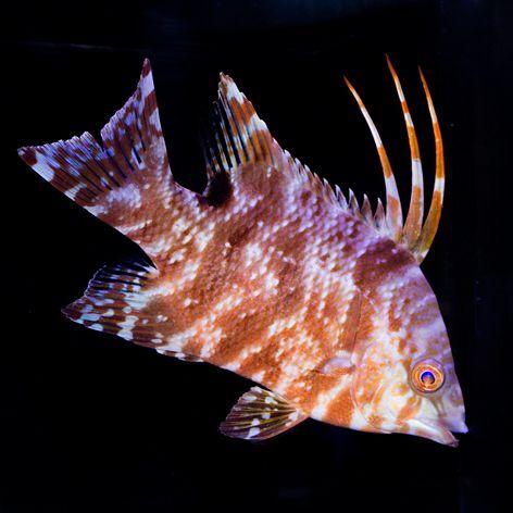 Rooster Hogfish