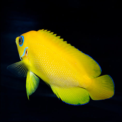 Lemonpeel Angelfish