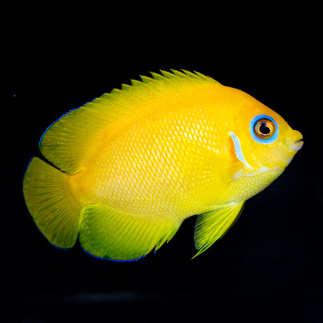 Lemonpeel Angelfish