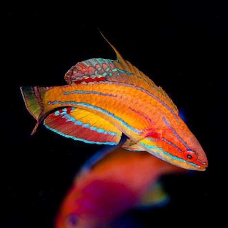 McCosker's Flasher Wrasse