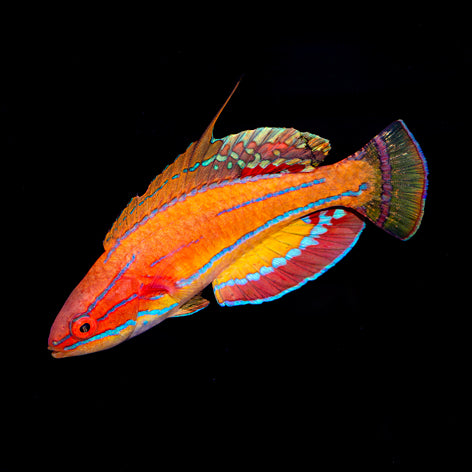 McCosker's Flasher Wrasse