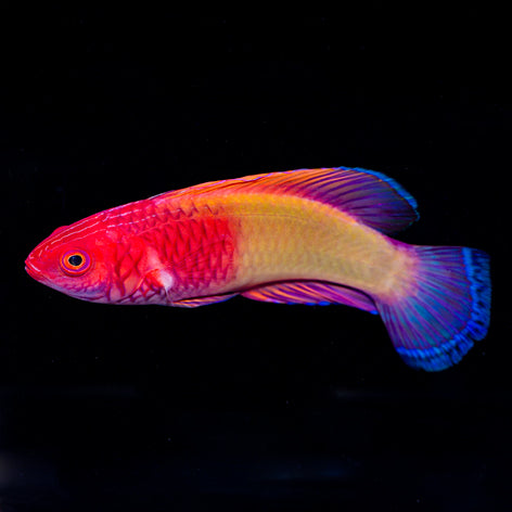 Red Velvet Wrasse Terminal Phase